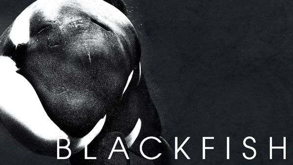 Blackfish Tonight